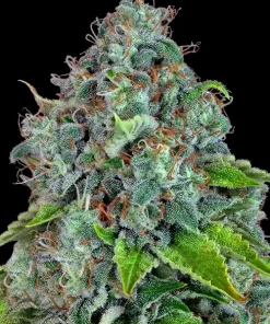 Strawberry Lemonade Feminized Esrar Tohumu (Barney's Farm)