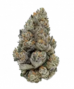 Strawberry Milkshake, tatlı çilek aroması ve rahatlatıcı etkisiyle öne çıkan dengeli bir hibrit türüdür. Yüksek THC içeriğiyle dikkat çeker. Özelliklerini keşfedin.