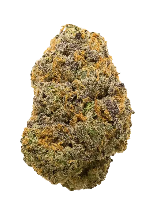 Strawberry Nepalese x Coffin Candy, çilek aromaları ve yüksek THC içeriğiyle öne çıkan Indica dominant bir türdür. Derin rahatlama ve uyku için ideal. Özelliklerini keşfedin.