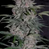 Strawberry Nuggets Auto Fem Esrar Tohumu (Mephisto Genetics)