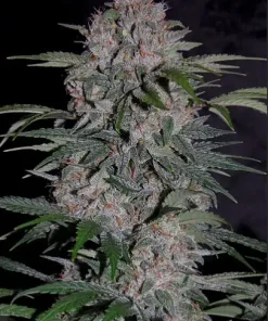 Strawberry Nuggets Auto Fem Esrar Tohumu (Mephisto Genetics)
