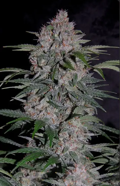 Strawberry Nuggets Auto Fem Esrar Tohumu (Mephisto Genetics)