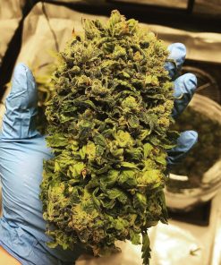 Strawberry Nuggets Auto Fem Esrar Tohumu (Mephisto Genetics)