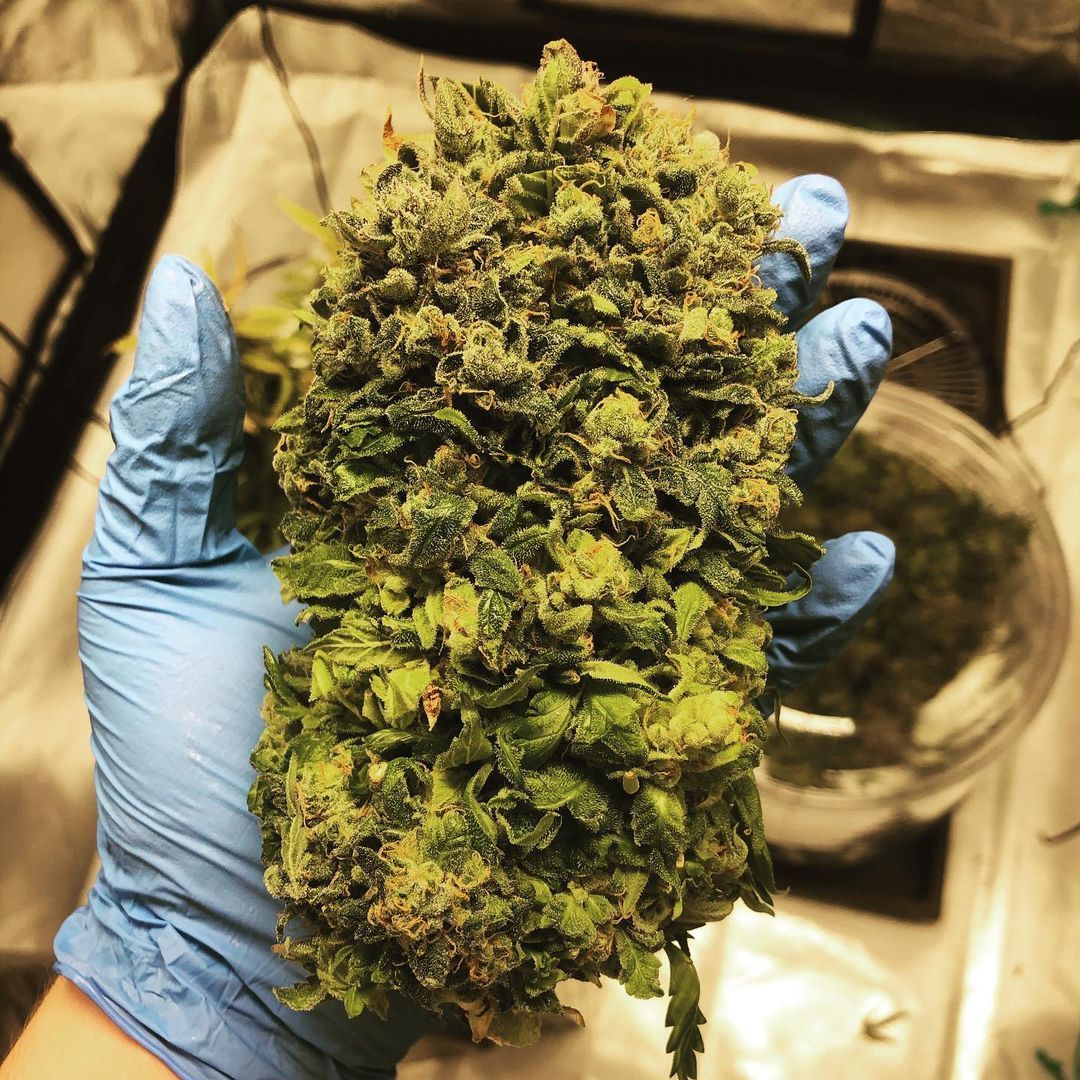 Strawberry Nuggets Auto Fem Esrar Tohumu (Mephisto Genetics)