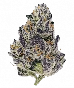 Strawberry Oreoz, çilek aroması ve yüksek THC içeriğiyle öne çıkan bir Indica dominant türdür. Genetik yapısını ve eşsiz lezzetini keşfedin.