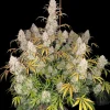 Strawberry Pie Auto Fem Esrar Tohumu (Fast Buds)