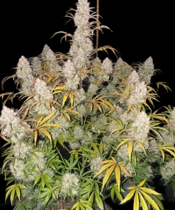 Strawberry Pie Auto Fem Esrar Tohumu (Fast Buds)