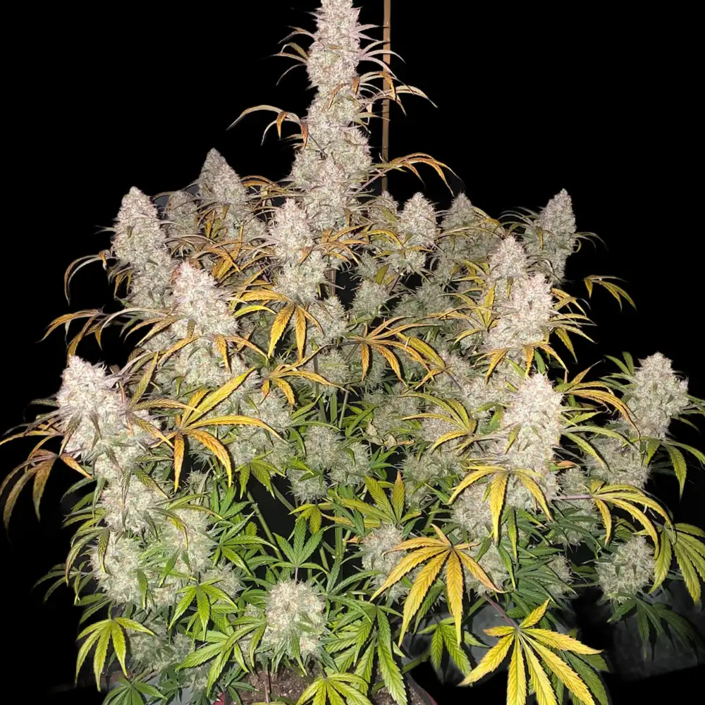 Strawberry Pie Auto Fem Esrar Tohumu (Fast Buds)