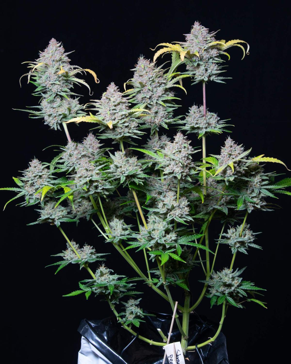 Strawberry Pie Auto Fem Esrar Tohumu (Fast Buds)