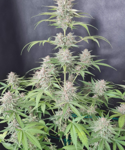 Strawberry Pie Auto Fem Esrar Tohumu (Fast Buds)