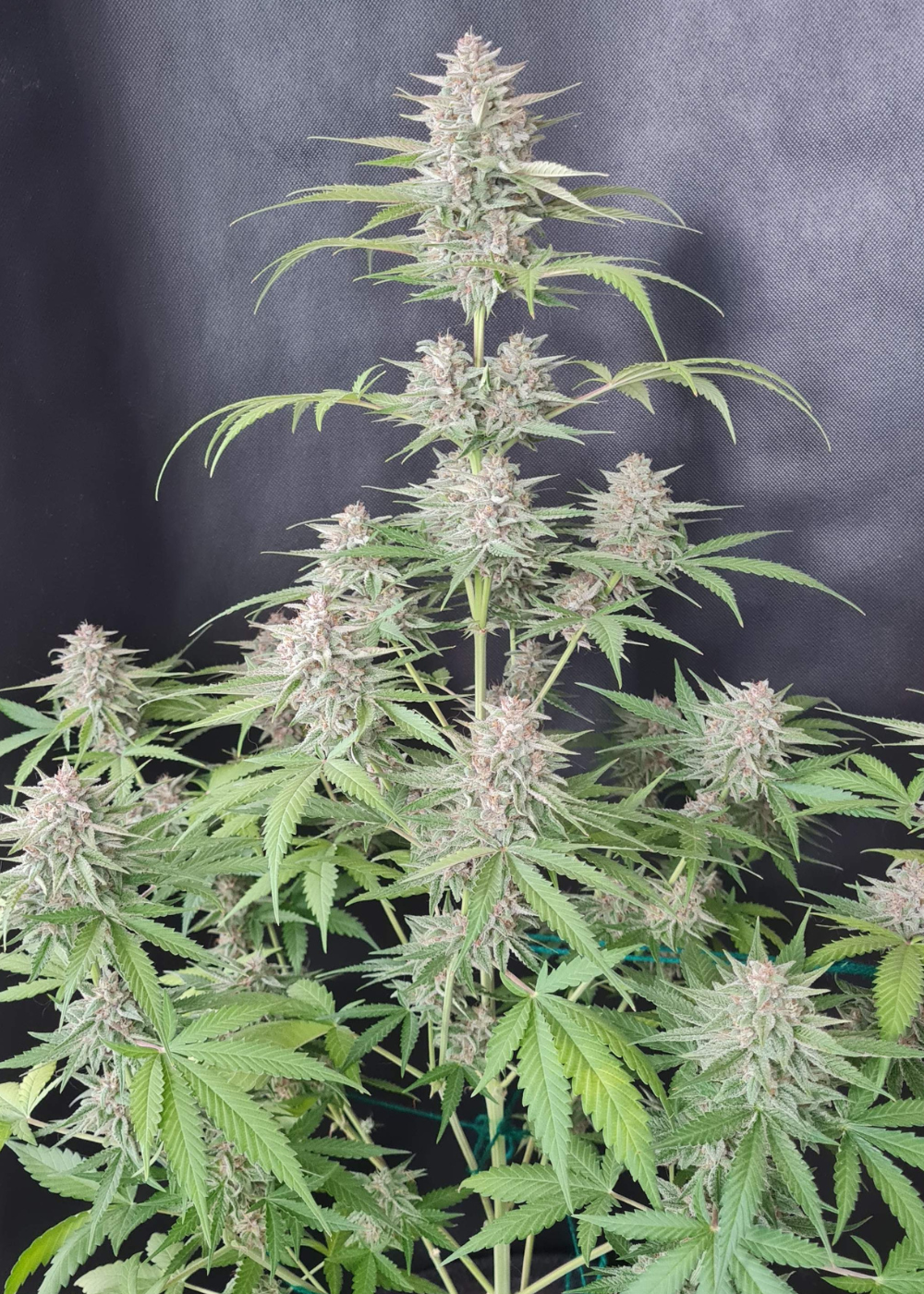 Strawberry Pie Auto Fem Esrar Tohumu (Fast Buds)