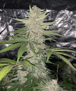 Strawberry Pie Auto Fem Esrar Tohumu (Fast Buds)
