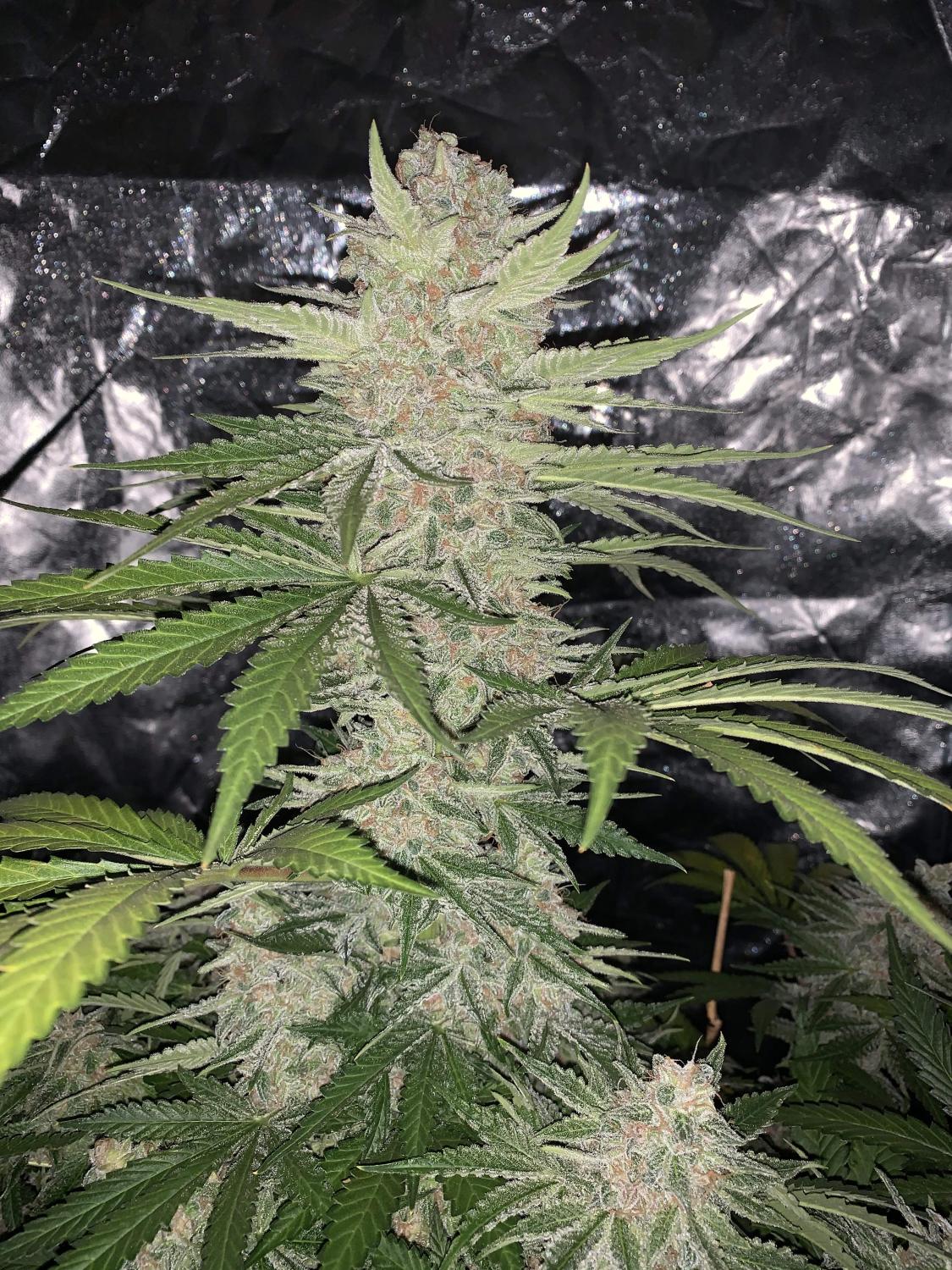 Strawberry Pie Auto Fem Esrar Tohumu (Fast Buds)