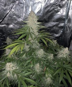 Strawberry Pie Auto Fem Esrar Tohumu (Fast Buds)