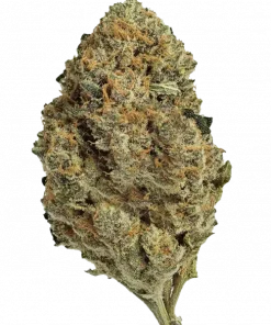 Strawberry Runtz, belirgin çilek aroması ve yüksek THC içeriğiyle öne çıkan Sativa baskın bir türdür. Etkilerini ve genetik yapısını keşfedin.