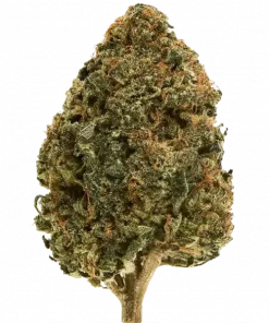 Strawberry Sherbcake, çilek aroması ve yüksek THC içeriğiyle bilinen Indica dominant bir türdür. Spazmlara ve iştah kaybına iyi gelir. Özelliklerini keşfedin.