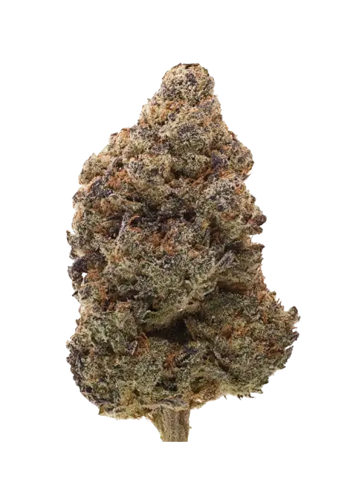 Strawberry Skrilla, orman meyveleri ve yakıtımsı notalarıyla öne çıkan, yüksek THC'li bir Indica hibritidir. Ağrı ve stresi hafifleten etkilerini keşfedin.