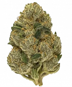 Strawberry Truffle, tatlı çilek ve yakıtımsı aromalarıyla öne çıkan dengeli bir hibrit türdür. Yüksek THC içeriğiyle dikkat çeker. Genetik yapısını keşfedin.