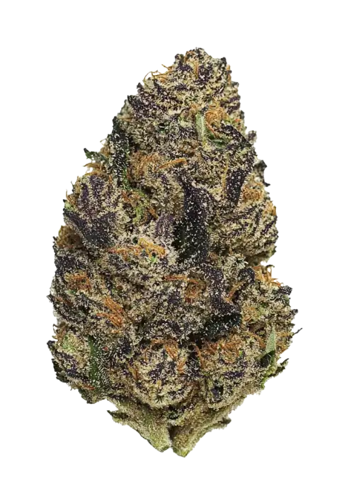 Strawberry Truffle S1, tatlı çilek aroması ve yüksek THC içeriğiyle öne çıkan Indica ağırlıklı bir türdür. Yaratıcılığı ve rahatlamayı keşfedin.