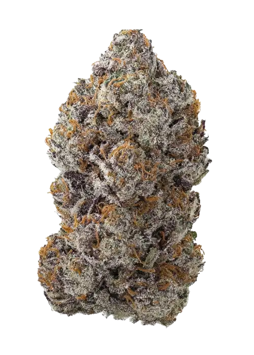 Strawmata, çilek aromaları ve dengeli etkisiyle öne çıkan Indica dominant bir türdür. Stresi azaltan bu özel türün genetik yapısını keşfedin.