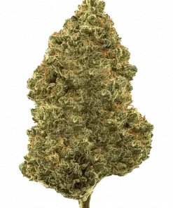 Strawnana-Guava Sundae, tropikal meyve aromaları ve rahatlatıcı etkisiyle bilinen indica baskın bir türdür. Eşsiz genetik yapısını keşfedin ve faydalarını görüntüleyin.