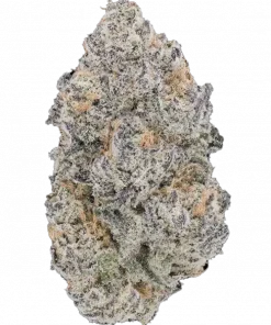 Strawnana Sunset, tatlı çilek-muz aromasıyla öne çıkan dengeli bir hibrit türdür. Yaratıcılığı artıran ve rahatlatan etkileri keşfedin. Hemen görüntüleyin.