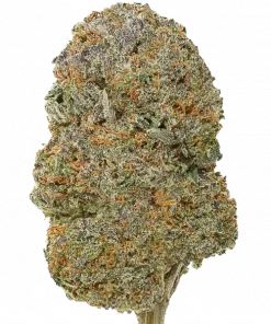 Strawnangie Spritzer, tatlı çilek aroması ve enerji veren etkisiyle öne çıkan dengeli bir hibrit türdür. Anksiyete ve stres için potansiyel faydalarını keşfedin.