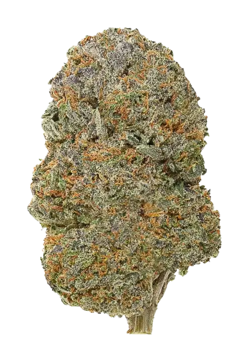 Strawnangie Spritzer, tatlı çilek aroması ve enerji veren etkisiyle öne çıkan dengeli bir hibrit türdür. Anksiyete ve stres için potansiyel faydalarını keşfedin.