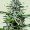 Stress Killer CBD Auto Fem Esrar Tohumu (Royal Queen Seeds)