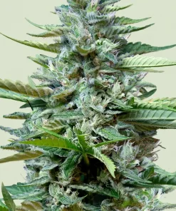 Stress Killer CBD Auto Fem Esrar Tohumu (Royal Queen Seeds)