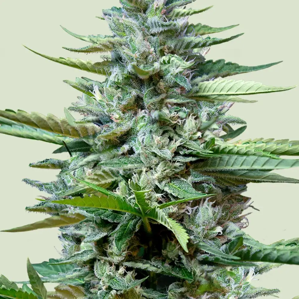 Stress Killer CBD Auto Fem Esrar Tohumu (Royal Queen Seeds)