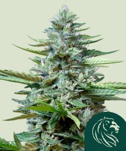 Stress Killer CBD Auto Fem Esrar Tohumu (Royal Queen Seeds)