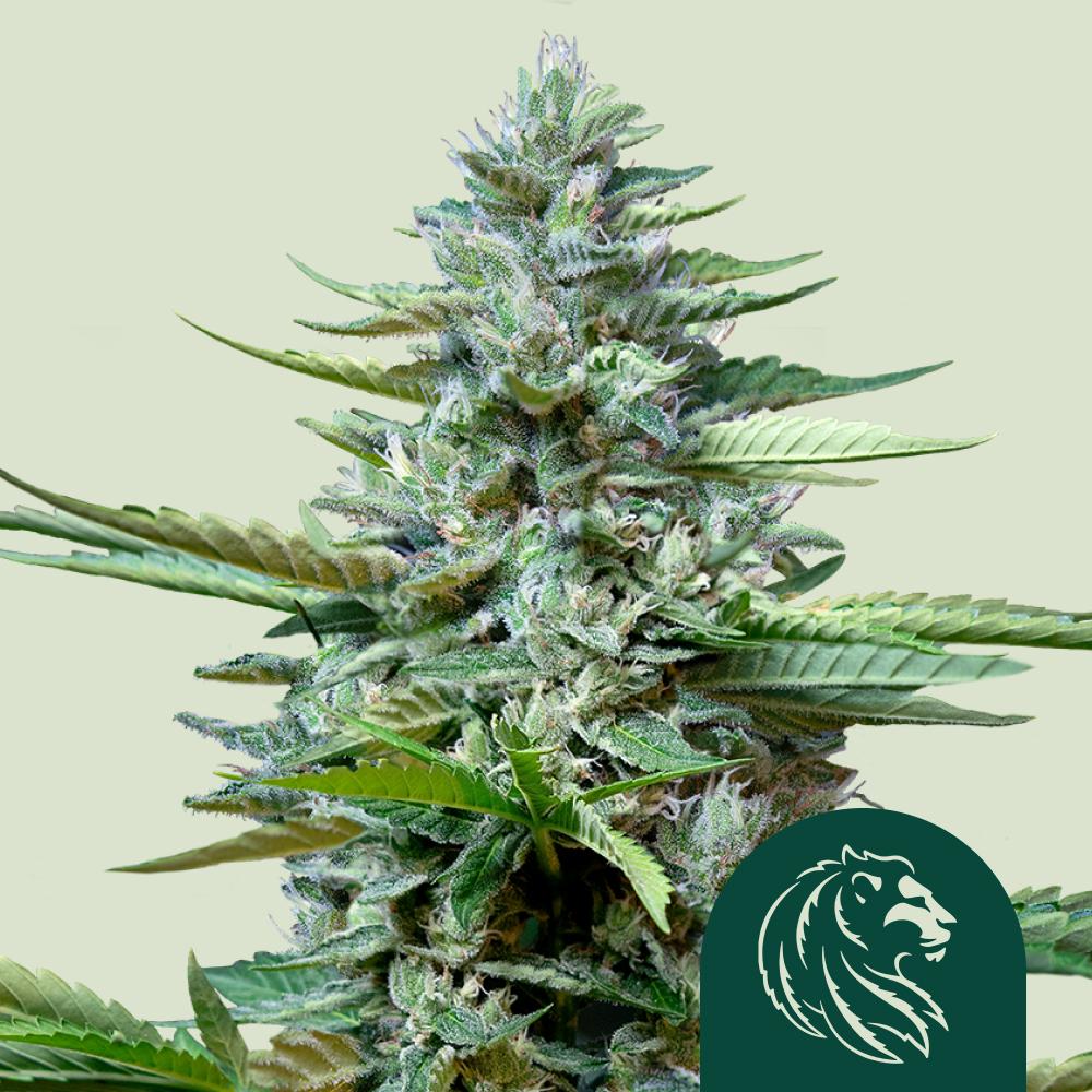Stress Killer CBD Auto Fem Esrar Tohumu (Royal Queen Seeds)