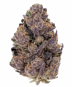 Studio 54 Stardust Auto, yakıtımsı ve meyvemsi aromaları ile öne çıkan Sativa ağırlıklı bir türdür. Yüksek THC içeriğiyle dikkat çeken bu türün etkilerini keşfedin.