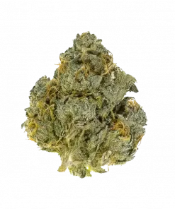 Stuffed Cherry Gelato, tatlı orman meyveleri aroması ve rahatlatıcı etkisiyle bilinen Indica dominant bir türdür. Orta seviye yetiştiriciler için ideal. Özelliklerini keşfedin.