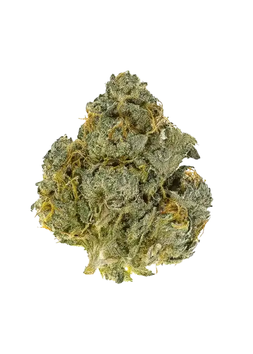 Stuffed Cherry Gelato, tatlı orman meyveleri aroması ve rahatlatıcı etkisiyle bilinen Indica dominant bir türdür. Orta seviye yetiştiriciler için ideal. Özelliklerini keşfedin.