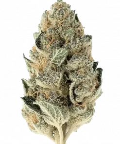 Sugar Biscuits, çiçeksi ve fındıksı aromalarıyla öne çıkan Indica dominant bir türdür. Derin rahatlama ve sedasyon sağlar. Genetik yapısını keşfedin.