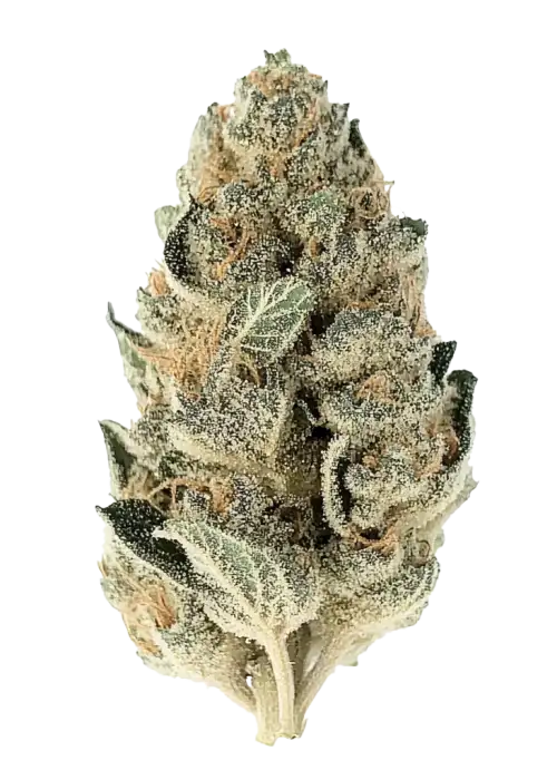 Sugar Biscuits, çiçeksi ve fındıksı aromalarıyla öne çıkan Indica dominant bir türdür. Derin rahatlama ve sedasyon sağlar. Genetik yapısını keşfedin.