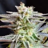 Sugar Black Rose Feminized Esrar Tohumu (Delicious Seeds)