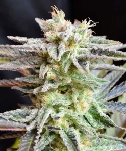 Sugar Black Rose Feminized Esrar Tohumu (Delicious Seeds)