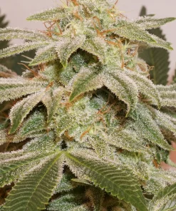 Sugar Bomb Punch Feminized Esrar Tohumu (Dutch Passion)