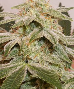 Sugar Bomb Punch Feminized Esrar Tohumu (Dutch Passion)
