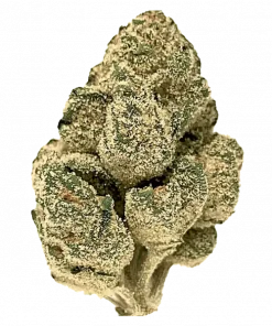 Sugar Cone, tatlı aroması ve dengeli genetiğiyle öne çıkan bir hibrit türdür. Yüksek THC içeriğiyle yaratıcılığı artırır ve stresi azaltır. Özelliklerini keşfedin.