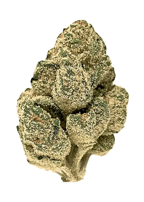 Sugar Cone, tatlı aroması ve dengeli genetiğiyle öne çıkan bir hibrit türdür. Yüksek THC içeriğiyle yaratıcılığı artırır ve stresi azaltır. Özelliklerini keşfedin.