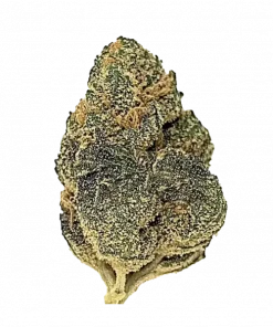 Sugar Cookie, vanilya aroması ve rahatlatıcı etkisiyle bilinen dengeli bir hibrit türdür. Hem coşkuyu hem de uykuyu bir arada sunar. Özelliklerini keşfedin.