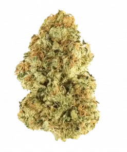 Sugar D, yakıtımsı ve nane aromalarıyla öne çıkan bir hibrit türdür. Enerjik yapısıyla sosyal ortamlara uyum sağlar. Genetik özelliklerini keşfedin.