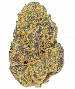 Sugar Plum, erik aroması ve THC oranıyla öne çıkan Sativa baskın bir türdür. Kısa sürede hasat ve enerji veren etkileri keşfedin.