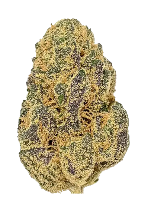 Sugar Plum, erik aroması ve THC oranıyla öne çıkan Sativa baskın bir türdür. Kısa sürede hasat ve enerji veren etkileri keşfedin.