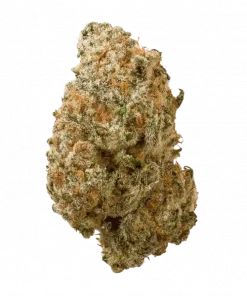 Sugar Rocket, tatlı narenciye aromaları ve THC oranıyla bilinen Sativa baskın bir türdür. Enerji verici etkilerini ve genetik yapısını keşfedin.