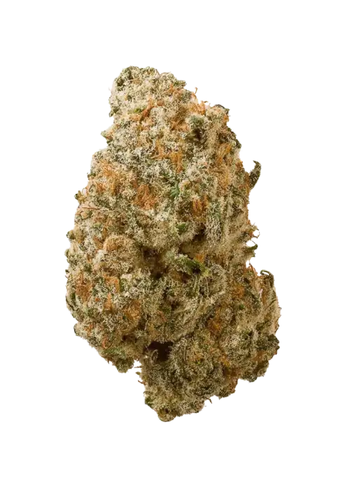 Sugar Rocket, tatlı narenciye aromaları ve THC oranıyla bilinen Sativa baskın bir türdür. Enerji verici etkilerini ve genetik yapısını keşfedin.